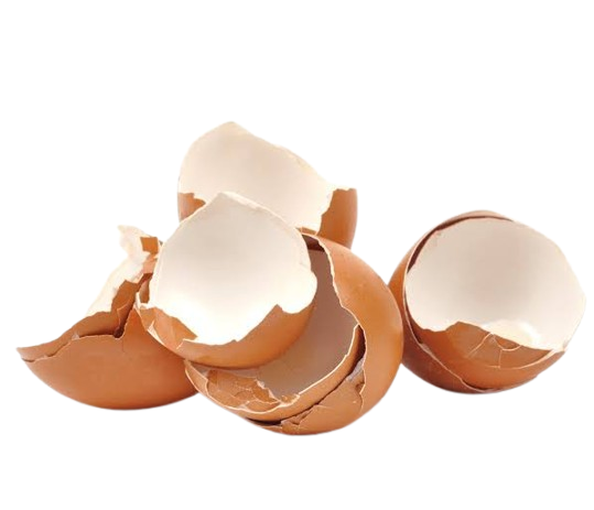 Casca de ovo